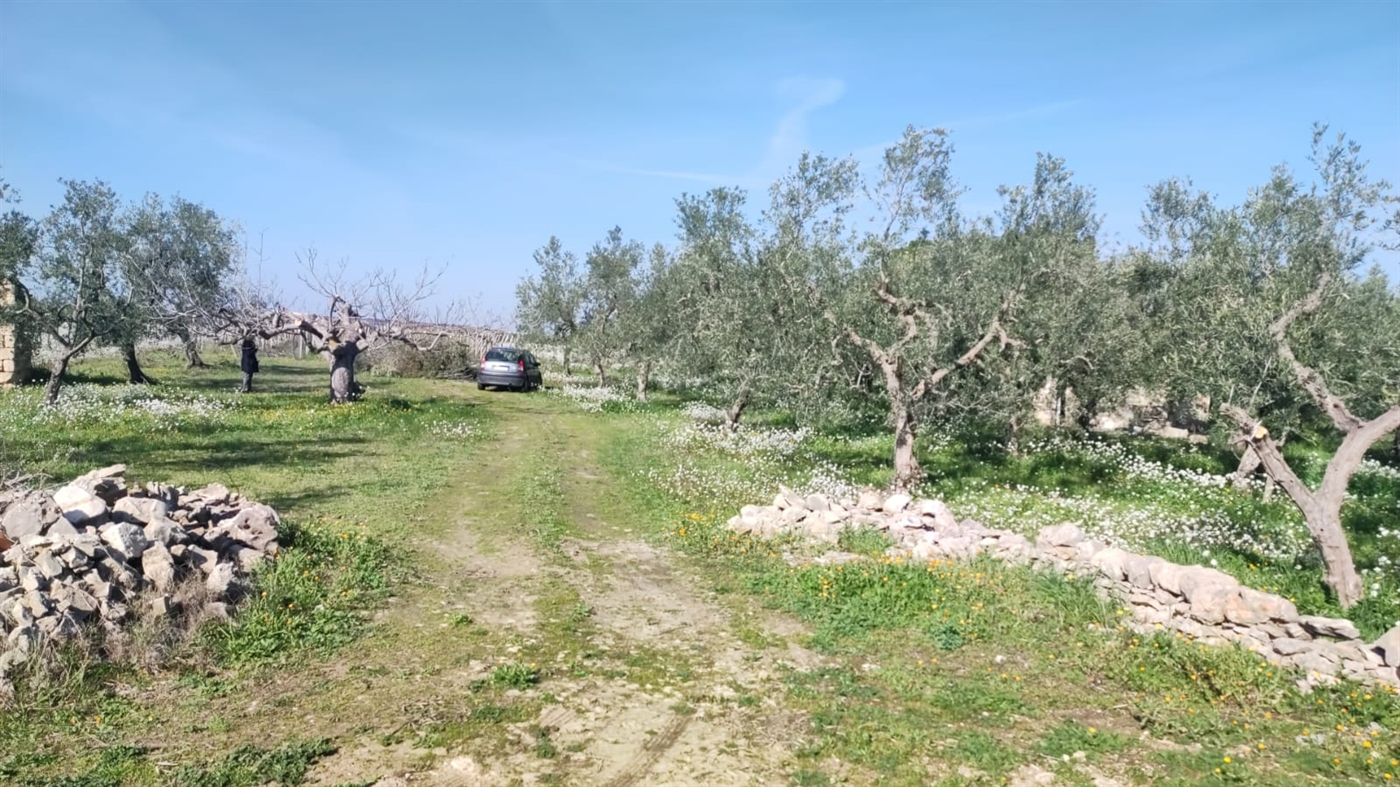 Proponiamo in vendita terreno agricolo adibito a coltivazione vigneto 
